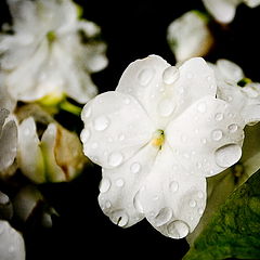 photo "Water Drops"