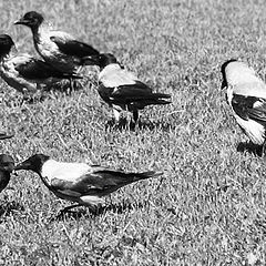 фото "crows on the ground 3"