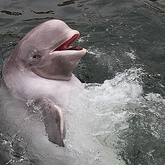 фото "Дельфин радуется"