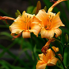 photo "Lilies"