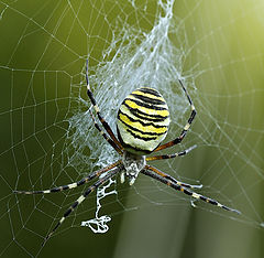 photo "Argiope bruennichi"