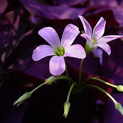 photo "Purple flowers"