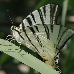 photo "Butterfly"