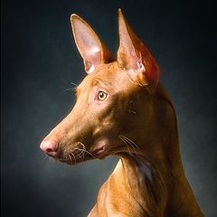 photo "Portrait of a pharaoh hound"