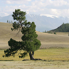 photo "Кедр"