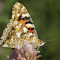 фото "Vanessa cardui"