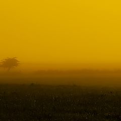 фото "Одинокость в тумане"