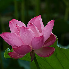 photo "lotus"