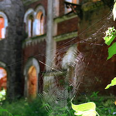 photo "On the ruins"