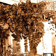 фото "a corner"