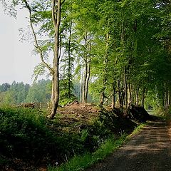 фото "буковый лес"