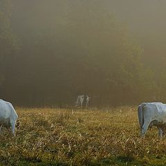 фото "misty morning"