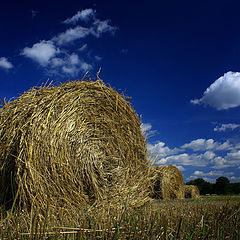 photo "Reaping time"