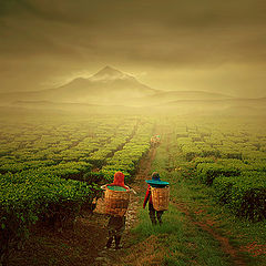 photo "tea farmer"