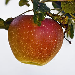 photo "An apple for Eve"