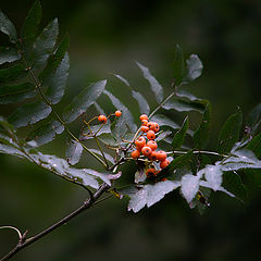 фото "рябинка"