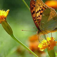 фото "Argynnis pandora"