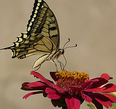 фото "Papilio machaon"