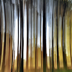 фото "Волшебное пробуждение леса....."