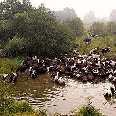 фото "Купальщицы (2010)"