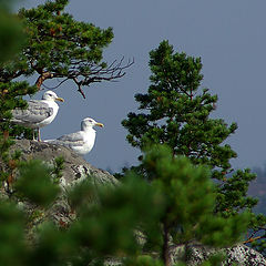 photo "Guard Island Kayonsaari"