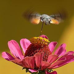 фото "Refuelling"