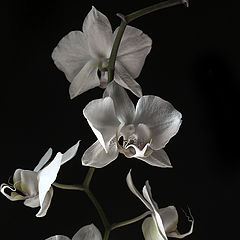 фото "orchid fall"