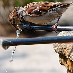 photo "воробей, вода, фонтан, птицы"