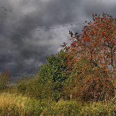 фото "Грачи улетели. :)"