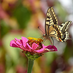 фото "Papilio machaon"