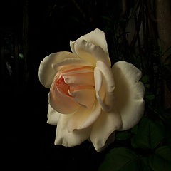 photo "***"