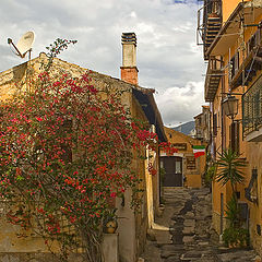 photo "Street with blooming oleander"