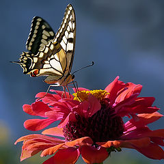 фото "Papilio machaon"