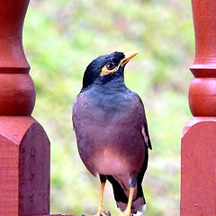 photo "Handsome one..."