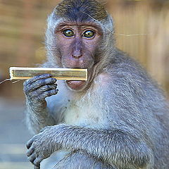 photo "обезьяна, Бали"