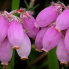 photo "Erica ciliaris"