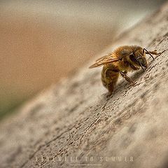 фото "Farewell to summer"