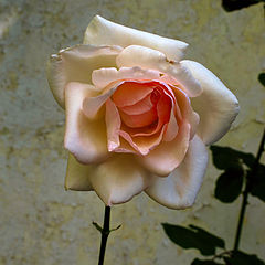 photo "***"