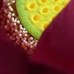 фото "Один день из жизни Nelumbo komarovii (2)"