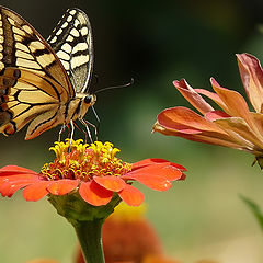 фото "Papilio machaon"