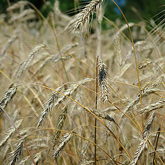 photo "The Rye"