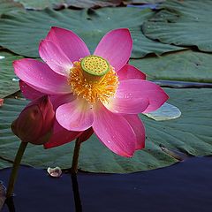 фото "Один день из жизни Nelumbo komarovii (4)"