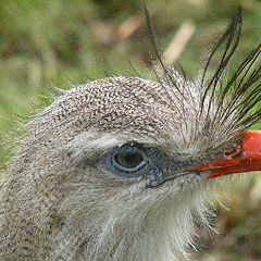 photo "Bird."