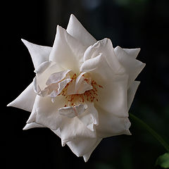photo "***"
