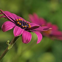 фото "Purple Green"