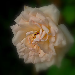 photo "***"