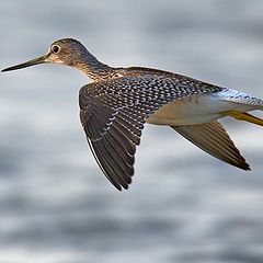 photo "Lesser Yellowlegs in Flight"