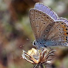 photo "макро бабочка природа"