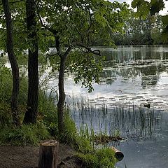 photo "A fishy place in Arkhanguelskoe"