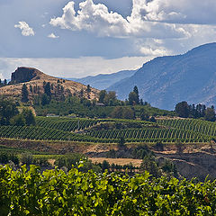 photo "Vineyards. Guess the country."